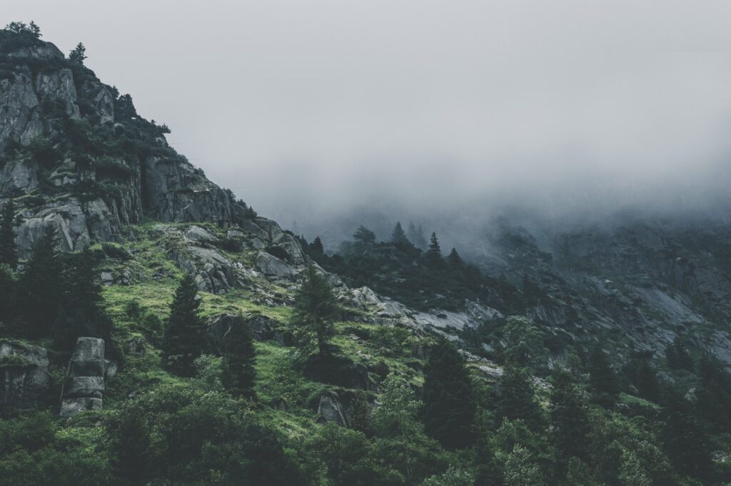 Services green leafed trees during fog time 167684.jpg